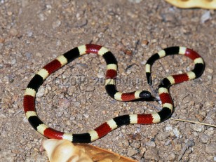 Organism image of Coral snake envenomation - imageId=3315968. Click to open in gallery.  caption: 'Arizona coral snake (<i>Micruroides euryxanthus euryxanthus</i>) from Tucson, Arizona, area.'